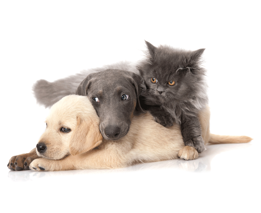 petGuard