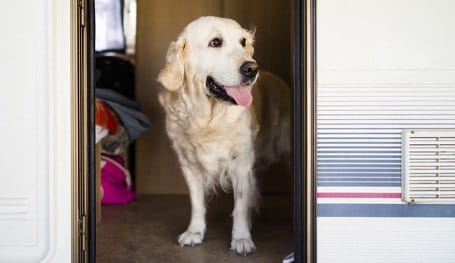 Caravanning with your pet